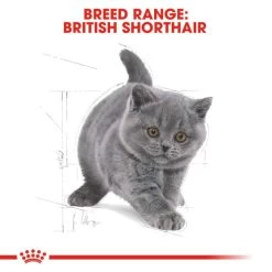 Royal Canin Kitten British Shorthair Dry Cat Food 13 Royal Canin Kitten British Shorthair Dry Cat Food -pet shop I0045422 en 06