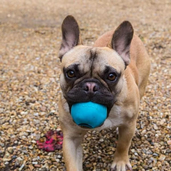 Beco Pets Green Treat And Chew Ball Dog Toy 10 Beco Pets Green Treat And Chew Ball Dog Toy - Image 8