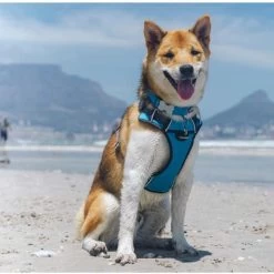 Red Dingo Padded Dog Harness In Turquoise -pet shop I9530462 03