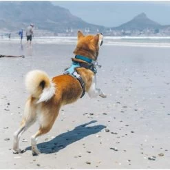 Red Dingo Padded Dog Harness In Turquoise -pet shop I9530462 04