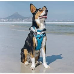 Red Dingo Padded Dog Harness In Turquoise -pet shop I9530462 05