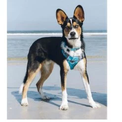 Red Dingo Padded Dog Harness In Turquoise -pet shop I9530462 06