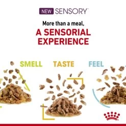 Royal Canin Sensory Smell Wet Cat Food In Jelly -pet shop I9543282 en 05