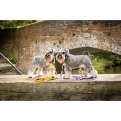 Long Paws Funk The Dog Leopard Dog Collar - Pink -pet shop I9684308 en 04